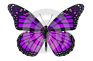 Purple Butterfly photo