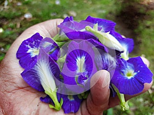 Purple Butterfly Pea Flower or Clitoria ternatea