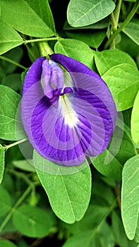 Purple butterfly pea flower clitoria ternatea herbal tea