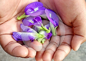 Purple butterfly pea flower clitoria ternatea herbal tea