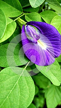 Purple butterfly pea flower clitoria ternatea herbal tea