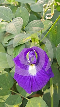 The purple butterfly pea flowers are bruised with leaves