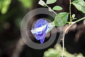 Purple butterfly pea flowers on the tree with black background. Violet Clitoria ternatea plant flower.