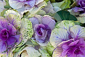 Purple Cabbage