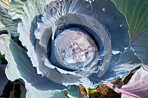 Purple Cabbage Close-up in Field