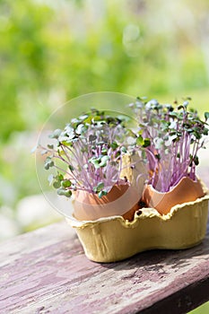 Purple cabbage in egg shells. Red cabbage, fresh sprouts and young leaves. Vegetable and microgreen. Gardening concept