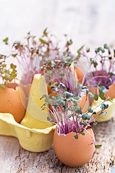 Purple cabbage in eggs shell. Red cabbage, fresh sprouts and young leaves. Vegetable and microgreen. Gardening concept