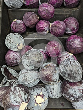 Purple Cabbage Heart Healthy Weight Loss Vegetable