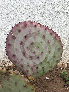 Purple cactus