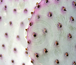 Purple Cactus