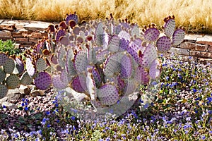 Purple Cactus Blue Flowers Desert Garden Arizona