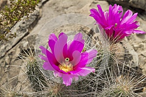 Purple cactus flower in mexican desert