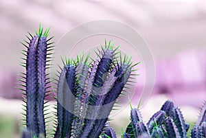 Purple Cactus pot isolated blurred black Background or call Cereus tetragonus cactus - Floral backdrop and beautiful detail