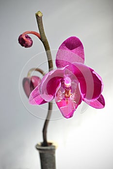 Purple caladenia on the light background