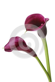 Purple Calla Lilies