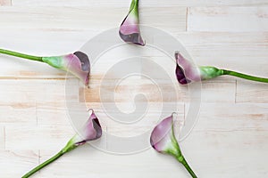 Purple calla lilies on bright wooden background