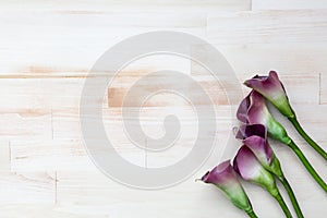 Purple calla lilies on bright wooden background