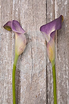 Purple Calla Lily