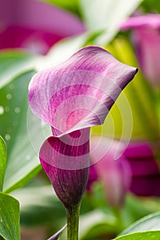 Purple calla lily in bloom