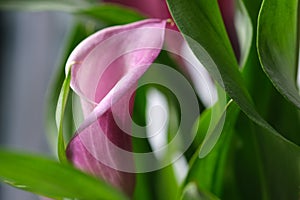 Purple Calla Lily flower close up with green leaves, selective focus. Calla flower pot macro photo. Sunlight on the