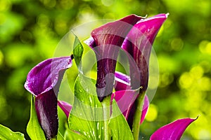 Purple Calla Lily Flower