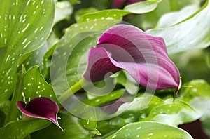 Purple calla lily with many leaves