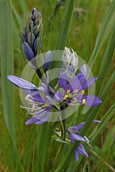 Purple Camas Lily