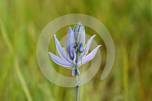 Purple Camassia Budz