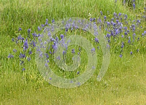 Purple Camassia quamash flowers in the meadow photo