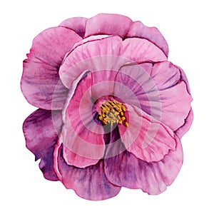 Purple camellia flower isolated on white background. Watercolor hand drawn illustration. Pink detailed flower head. Floral design