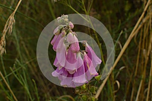 Purple Campanile Flowers Branch On Top Of Lugo Mountain In Galicia. Nature, Animals, Landscapes, Travel