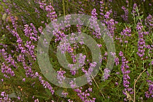 Purple Campanile Flowers Forest On Top Of Lugo Mountain In Galicia. Nature, Animals, Landscapes, Travel