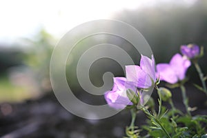 Purple Campanula Bellflower with Bokah Blurred Background