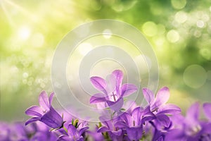 Purple campanula blossoms with green bokeh background