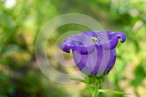 Purple Campanula medium flower on a blurred background