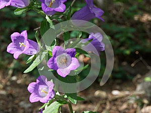Purple Campanulaceae flowers with soft sun light and shadow