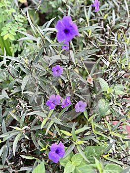 Purple cannabis plant blooms in summer in the morning.