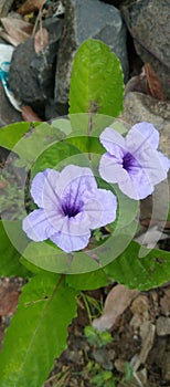 The purple cannabis plant has purple flowers and the seeds are young green fruit