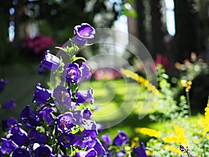 Purple Canterbury Bells