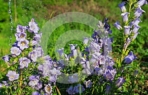 Purple canterbury bells flowers, landscape