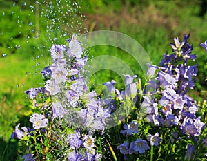 Purple canterbury bells flowers, landscape
