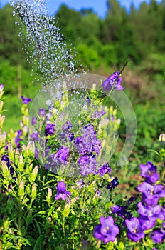 Purple canterbury bells flowers, landscape