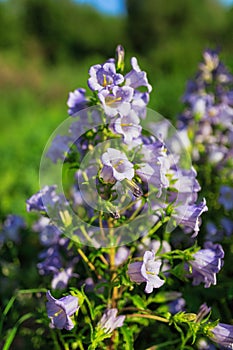 Purple canterbury bells flowers, landscape