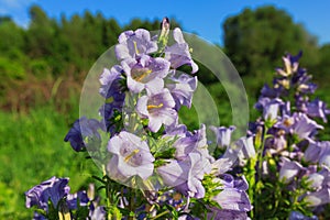 Purple canterbury bells flowers, landscape