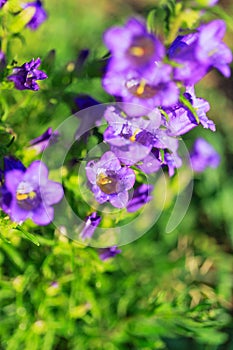 Purple canterbury bells flowers, landscape