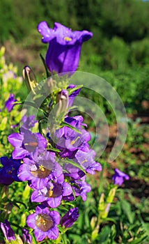 Purple canterbury bells flowers,landscape