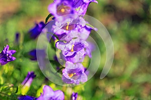Purple canterbury bells flowers, landscape