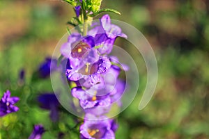 Purple canterbury bells flowers, landscape