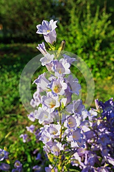 Purple canterbury bells flowers, landscape