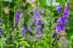 Purple canterbury bells flowers, landscape. Beautiful field of wildflowers on a summer day.